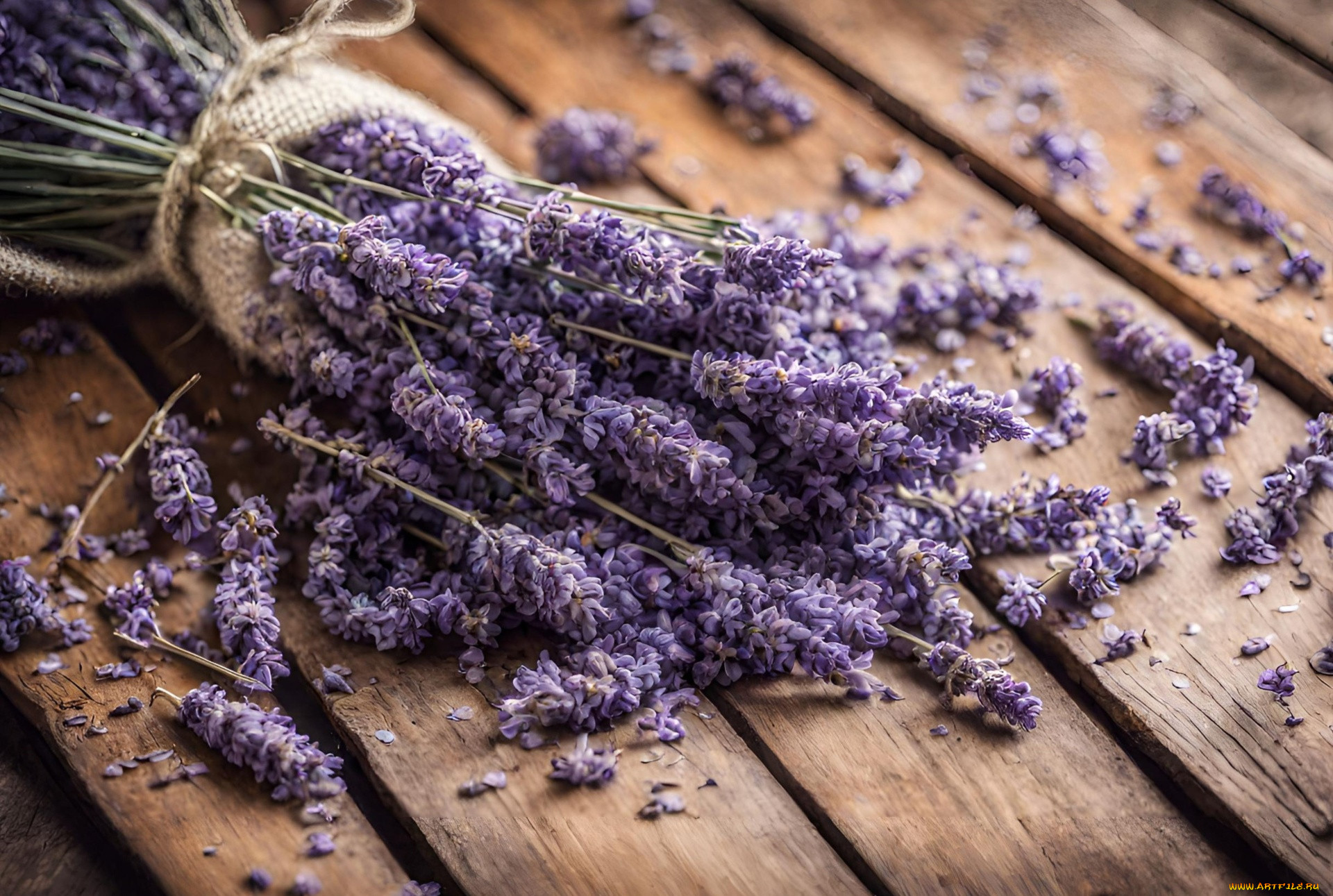 �����, �������, �����, ��������